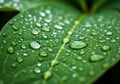A large green leaf is covered with numerous clear water droplets, showcasing a variety Royalty Free Stock Photo