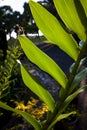 Large Green Leaf of Dendrobium Orchid