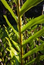 Large Green Leaf of Dendrobium Orchid