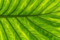 Large green leaf of exotic plant in large greenhouse Royalty Free Stock Photo