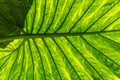 Large green leaf of exotic plant in large greenhouse Royalty Free Stock Photo