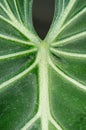Large green leaf Royalty Free Stock Photo