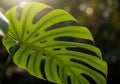 Large green leaf of a Monstera deliciosa, featuring distinctive Royalty Free Stock Photo