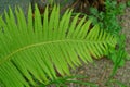 Large green leaf on a stalk of a wild fern plant