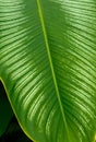 Large Green Leaf of a Tropical Plant