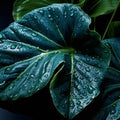 A Large Green Leaf With Water Droplets On It