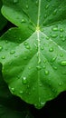 A Large Green Leaf With Water Droplets On It