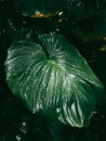 Large Green Leaf With Water Droplets In A Jungle