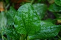 A large green leaf of a wild wet plantain plant