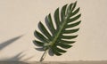large green leaf with yellow stem casts shadow on white wall, creating striking contrast. Royalty Free Stock Photo