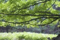 Green Maple Tree Branch in Pine and Fern Forest. Summer Season.