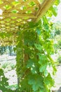 Vines growing up a garden trellis Royalty Free Stock Photo