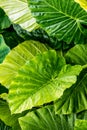 Large green leafs wet with raindrops