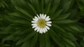 Large green leaves around chamomile flower on unique background Royalty Free Stock Photo