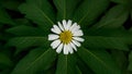 Large green leaves around chamomile flower on unique background Royalty Free Stock Photo