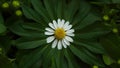 Large green leaves around chamomile flower on unique background Royalty Free Stock Photo