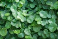 Large green leaves, background