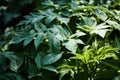 large green leaves in a dark forest up close illuminated by a sunbeam summer