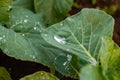 Large green leaves with drops of transparent rain water close-up. Beautiful texture of leaves in nature. Natural background Royalty Free Stock Photo