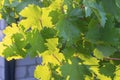 Large green leaves of grapes in sunlight. Close-up, selective focus