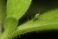 Small green beetle on green leaves