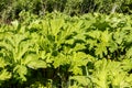 Green heracleum, cow-parsnip plant in summer