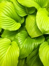 Large green leaves Hosta plantaginea