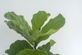 Green leaves of a Fiddle Leaf fig