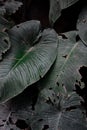 Large green leaves with a perforated texture