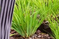 Large green leaves of Siberian iris close-up. Ornamental plants for landscaping. landscape design Royalty Free Stock Photo