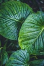 Large green leaves, view from above