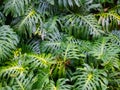 Large green leaves with water droplets on them.