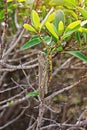 Large green locust on a branch close-up