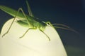 Large green locust grasshopper sitting at night on a lamp