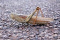 Large green locust insect full length