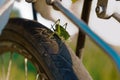 Large green locust sits on a Bicycle wheel, locust sits on a Bicycle tire
