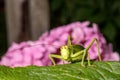A large, green locust sits on a leaf against a background of pink flowers. Macro Royalty Free Stock Photo