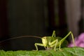 A large, green locust sits on a leaf. Macro Royalty Free Stock Photo