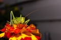 A large, green locust sits on a red yellow flower. Macro Royalty Free Stock Photo