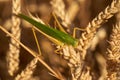 Large green locust on wheat