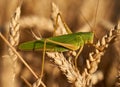 Large green locust on wheat