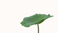 The green lotus leaf that separates the white Royalty Free Stock Photo