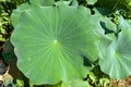 Large Green Lotus Leaf Nelumbo nucifera