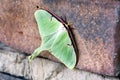 Large green Luna Moth, Athens, Georgia USA