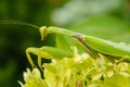 A large green mantis sits on the leaves of a flower. Macro photo. Blurred background. The concept of wild insects Royalty Free Stock Photo