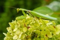 A large green mantis sits on the green leaves of a flower. Side view. Blurred background. The concept of wild insects Royalty Free Stock Photo