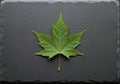 A large, green maple leaf (Acer spp.) is centered on a textured, dark gray slate surface. The leaf Royalty Free Stock Photo