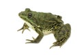 Large green marsh frog