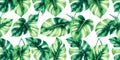 Large green monstera leaves with distinctive holes arranged in a seamless pattern on a white background Royalty Free Stock Photo