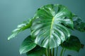 Large green monstera plant with water droplets on grey blue neutral backdrop Royalty Free Stock Photo